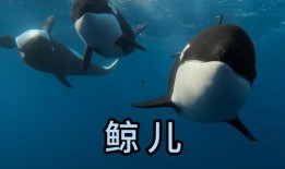 海洋生物视频,揭秘深海生物的神秘世界